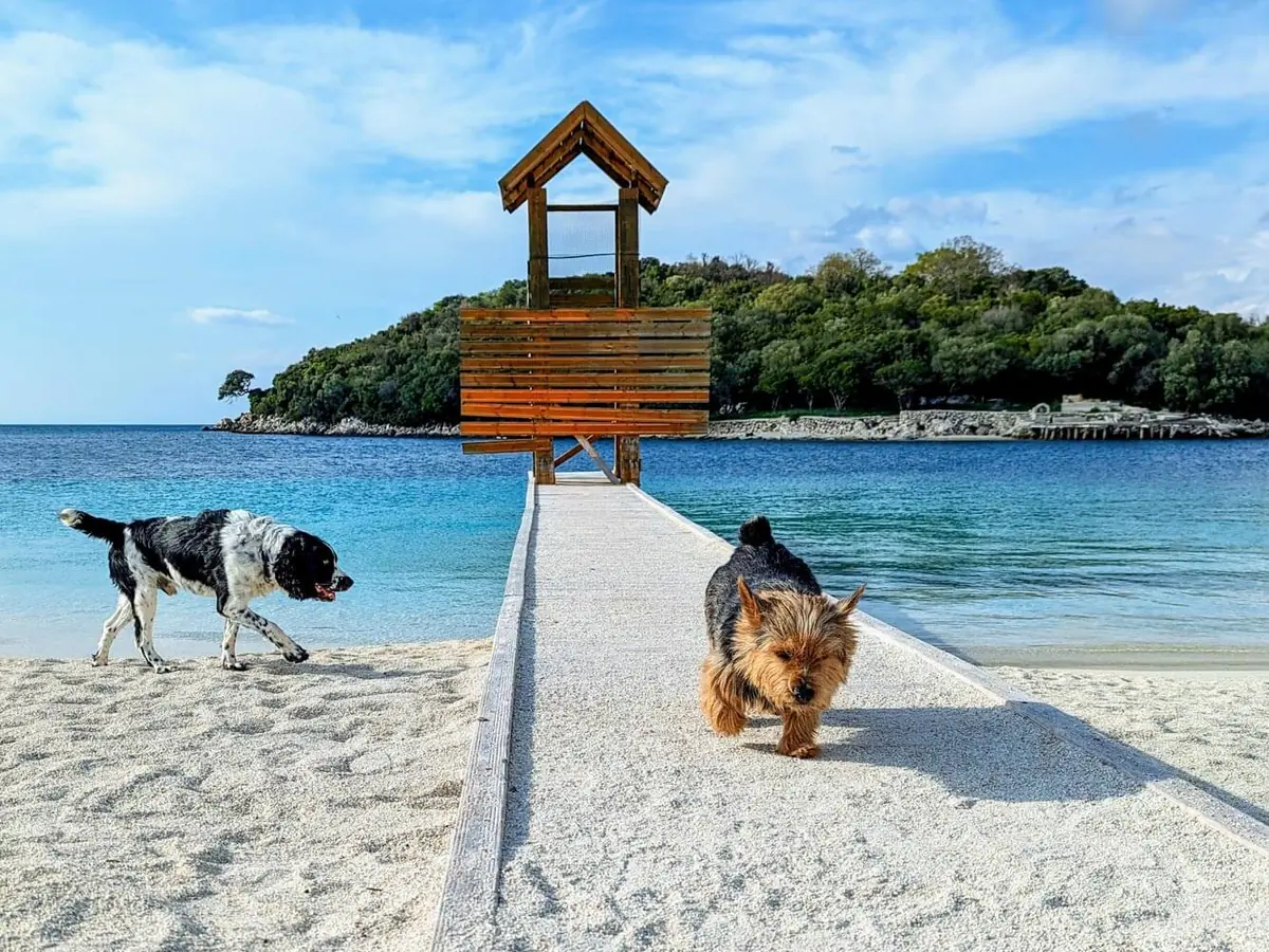 traveling to albania with a dog a complete guide for americans 5