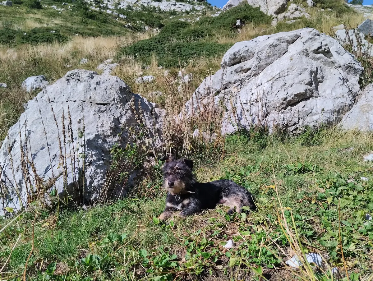 traveling to albania with a dog a complete guide for americans 6