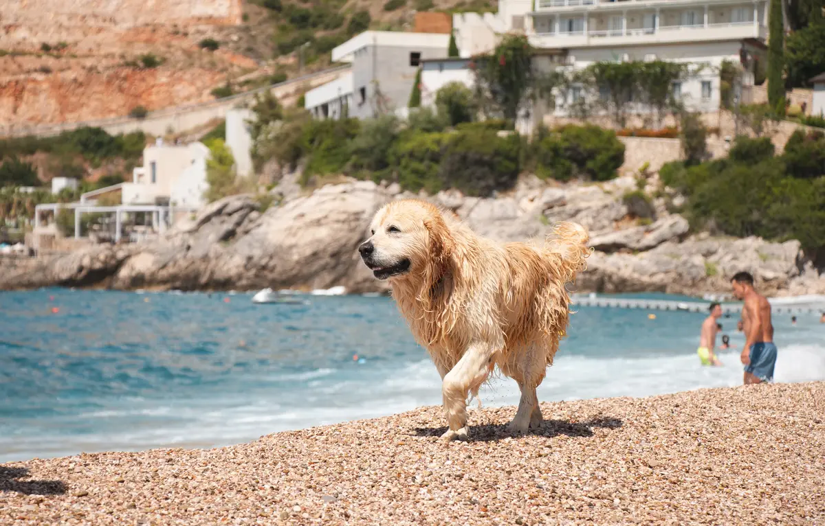 traveling to albania with a dog a complete guide for americans 7